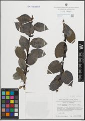 Foto von Salix hastata L.
